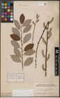 Foto von Salix caprea L. x Salix daphnoides Vill.